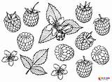 Berries Coloring Pages To Print  Free Printable sketch template