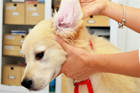 Ear Mites in Dogs - Symptoms, Causes, Diagnosis, Treatment, Recovery ...