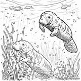 Manatee Coloring Pages  Free & Printable sketch template