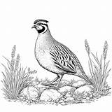 Quail Family In Forest coloring Page Lulu Pages sketch template