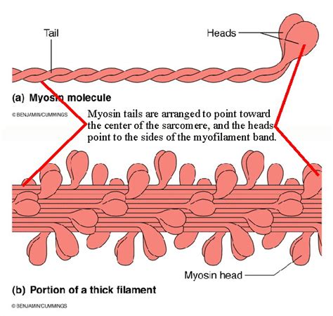 Muscle Short Story on emaze