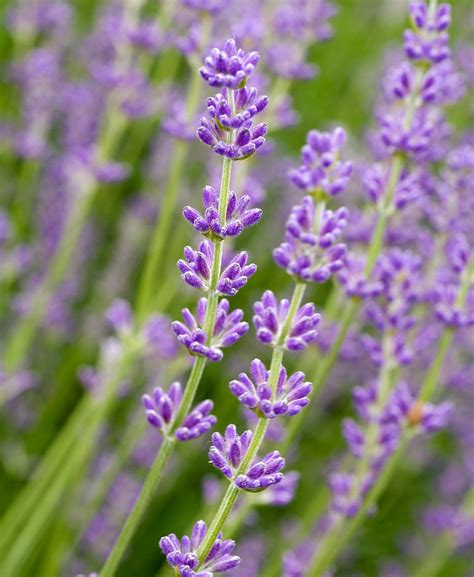 Lavender Varieties To Grow In Your Garden
