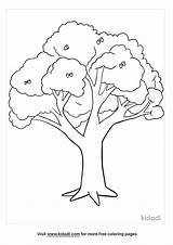 Oak Tree Coloring Page Free Nature  Home sketch template
