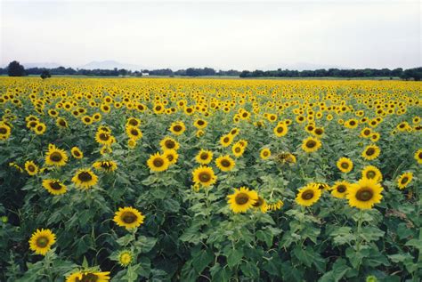 File:Sunflower fields Lopburi Thailand.jpg