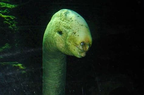 Deep sea eel | Weird Species / Especies Raras | Pinterest | Deep sea and Creatures