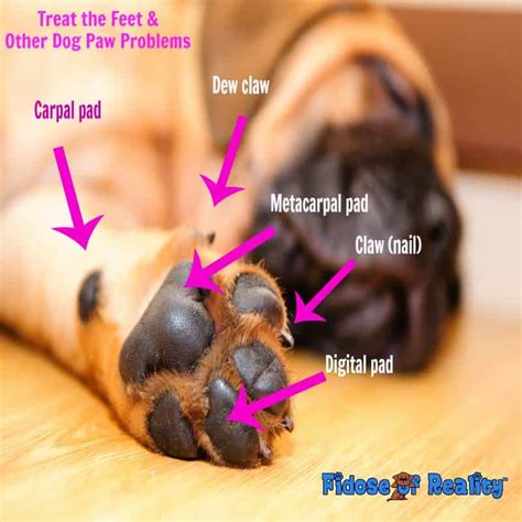 How To Treat Dog Foot Pad Injury