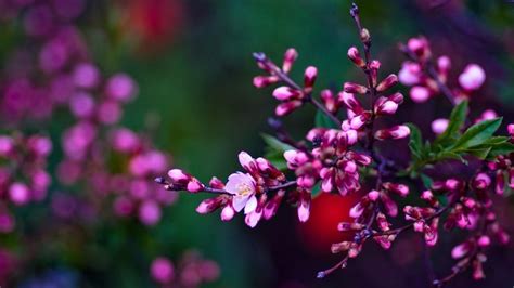 Pink Spring Flowers Wallpaper