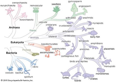 Archaea | prokaryote | Britannica.com