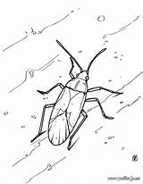 Colorear Cucaracha Insectos Barata Colorir Colorare Cockroach Cafard  sketch template