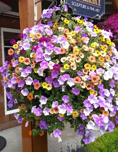 Petunia hanging basket | Hanging flower baskets, Container gardening ...