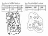 41 plant cell coloring Labeled sketch template