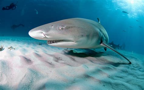 Oceans are already too warm for baby sharks - Earth.com