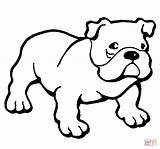 Bulldog coloring Page  Free Printable Coloring Pages sketch template
