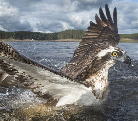 Osprey observed when drowned by its prey | Ornis Norvegica