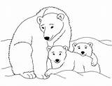 Polar Bear Coloring Pages Sketch Page sketch template