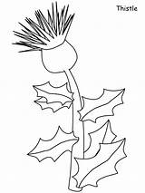 Thistle Coloring Distel Chardon Ausmalbild Schottische Kolorowanki  sketch template