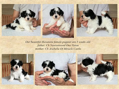 HAVANESE puppies for sale. BICHON HAVANAIS puppies for sale. BICHON ...