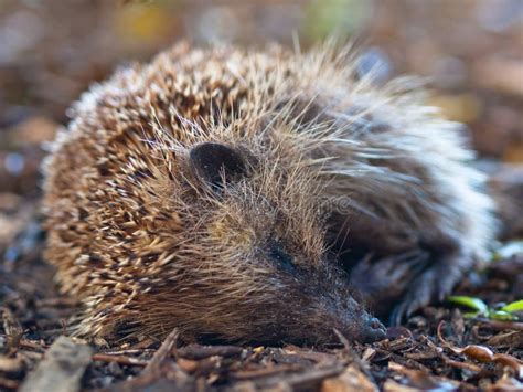 Hedgehog Sleeping Stock Images - Download 283 Royalty Free Photos