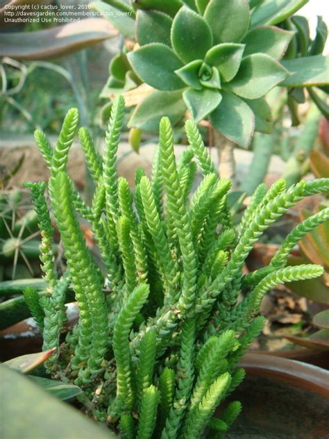 PlantFiles Pictures: Crassula Species, Watch Chain Plant, Clubmoss ...