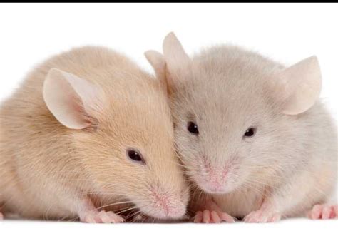 Study of mice shows penicillin during pregnancy can cause behavioral changes in young - HEALTH ...