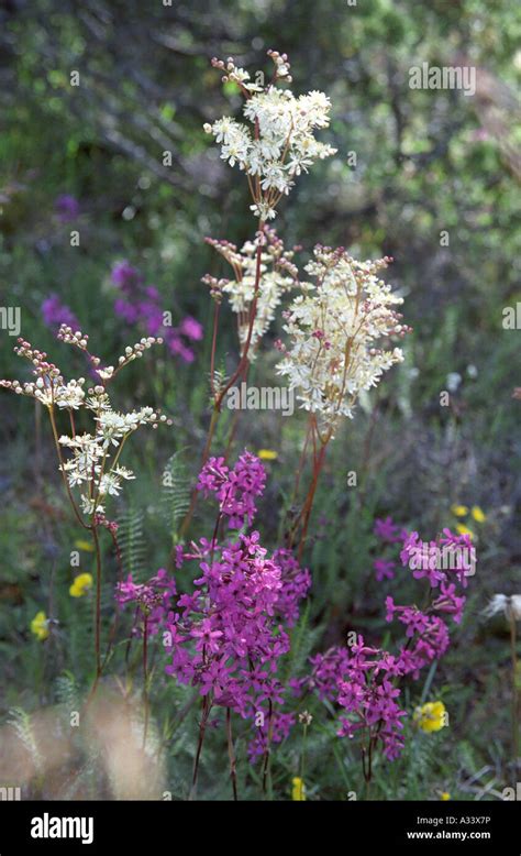 Group of wild meadow plants Stock Photo - Alamy