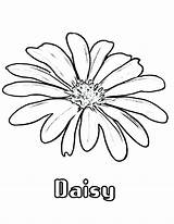 Daisy Coloring Pages  Best For Kids sketch template