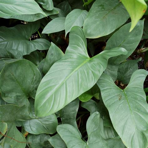 Philodendron hastatum glaucophyllum (Limit of 1) - 5.5" Pot – Steve's Leaves