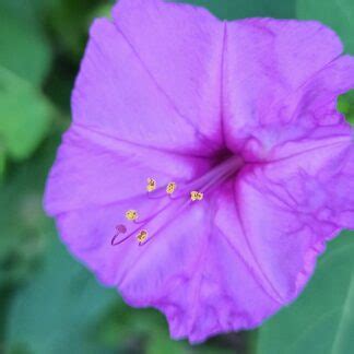 Mirabilis jalapa seeds - Phoenix Desert Seeds