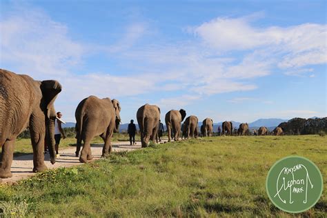 Knysna Elephant Park IMG_9989 « Plett Tourism Contest