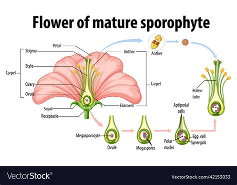 Diagram showing flower of mature sporophyte Vector Image