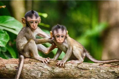 Monkey Symbolism: Monkey Spiritual Meaning And Dreaming Of Monkeys Explained (2022)