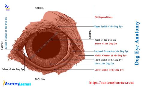 Dog Eye Anatomy - Eyeball, Eyelids, and Muscles with Diagram » AnatomyLearner >> Veterinary ...