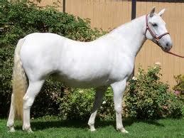 Lipizzan Horses | Fun Animals Wiki, Videos, Pictures, Stories