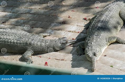 Gharial Alligator Crocodile Pair Royalty-Free Stock Image ...