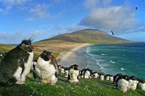 Wonders of the Falkland Islands | Wondermondo