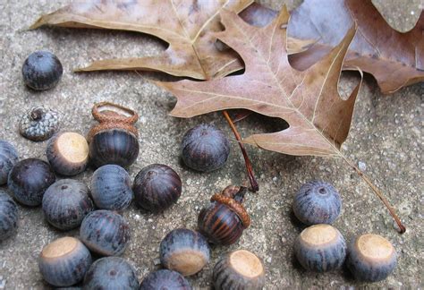 20 Pieces-5 Lb Pin Oak Acorns Seeds for Planting Wild Live Feed Tested Quercus Palustris Pre ...