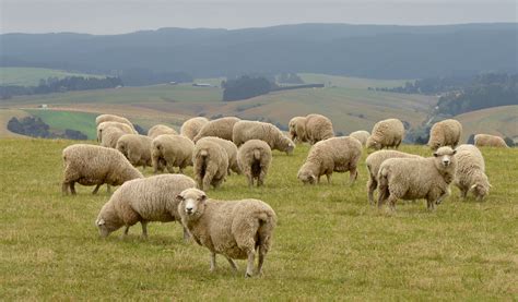 Higher prices forecast for sheepmeat, beef | Otago Daily Times Online News