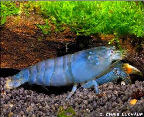 Freshwater Filter Feeding Viper Shrimp Atya gabonensis | Arizona Aquatic Gardens