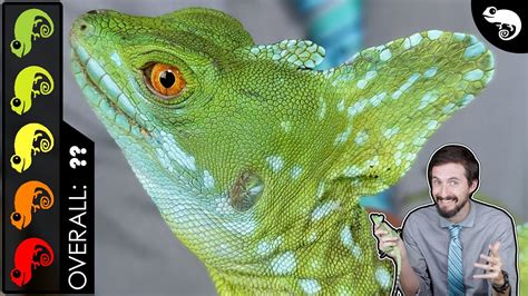 Green Basilisk, The Best Pet Lizard? - YouTube