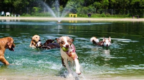 Jacksonville’s Best Off Leash Dog Parks - 9 to 5 Pets