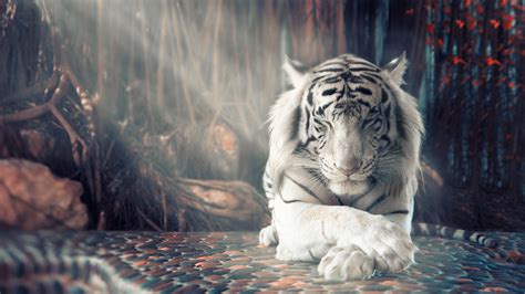 White Tiger Wallpapers | HD Wallpapers | ID #25346