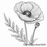 Poppy Coloring Pages  Free & Printable sketch template