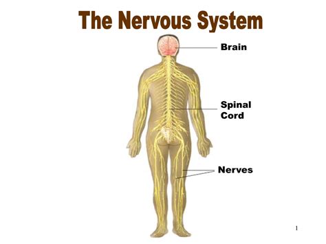 Nervous System - the Human Body SystemsBy: Jillian Nelson