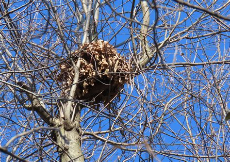 Gray Squirrels: Nature’s Adaptable Acrobats – Oakland County Blog