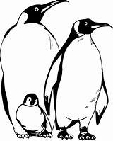 Printable Adult Coloring Pages Penguin sketch template