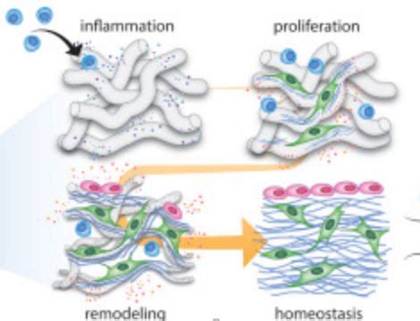 Tissue Regeneration - Creative Diagnostics