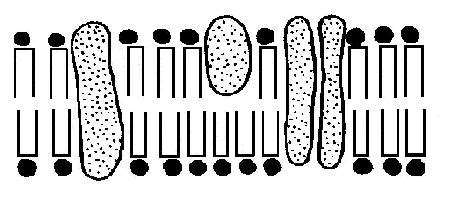 The Anatomy and Physiology of Animals/Plasma Membrane Worksheet ...