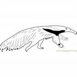 Northern Tamandua Anteater Coloring Page For Kids  Free sketch template