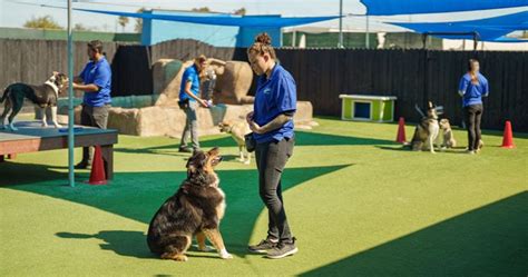 Professional Dog Training in Hillcrest San Diego CA | Paw Commons