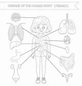 Printable Body Structure Girl Coloring Page  Mimi Panda sketch template